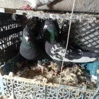 کفتر|پرنده|مشهد, شهرک بهارستان|دیوار