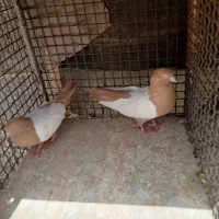 سینه زرد نروماده