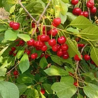 قطب ارقام انواع میوه ها با یاسین نهال