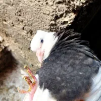 کفتر