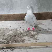 نقره ای نر ضربه