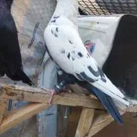 کبوتر