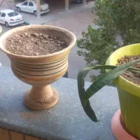 گلدان|صنایع دستی و سایر لوازم تزئینی|مشهد, زمرد|دیوار