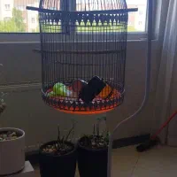قفس پرنده