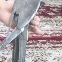 عروس+هلندی
