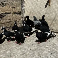 کفتر جوجه غره سیا کرمونی نر