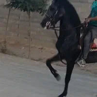 اسب شجره قوی