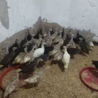 جوجه مرغ محلی جوجه بوقلمون