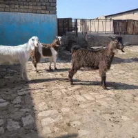 ۳ بزغاله نر درجه یک