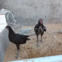 مرغ و خروس محلی شش ماهه