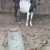 بز فروشی
