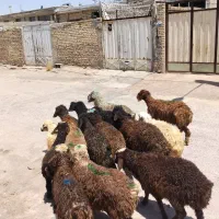 بره میش بز