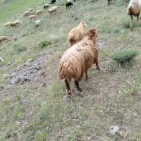 توغلی نر