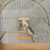عروس هلندی