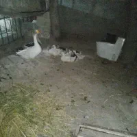 قو غاز و ..