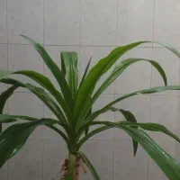 فروش گل بزرگ 400