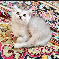 گربه سیلور وارداتی