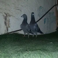کفتر