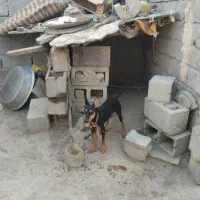 سگ ژرمن