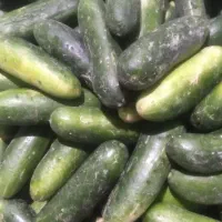 خیارشور درشت ساندویچی