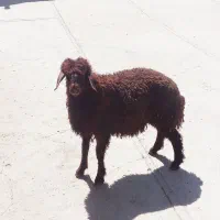 بره نر هموزیگوت