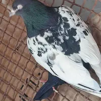 جوجه سینه سیاه