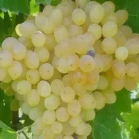 انگورصادراتی عسکری زردبدون هسته