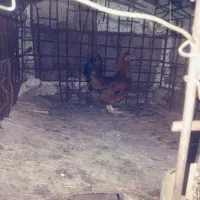 مرغ
