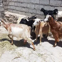 بز و بزغاله