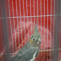 عروس هلندی
