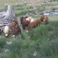 بره نر افشاری 60عدد عشایری همدان گنجنامه