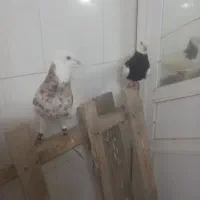 کبوتر