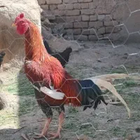 خروس دورگ