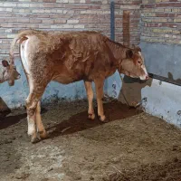 گوساله لیموزن ماده خوش خوراک