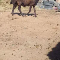 بره قوچ(شیشک)