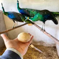 فروش پرندگان زینتی
