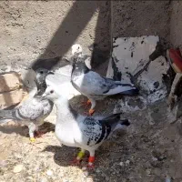 کفتر شامی سار قره سوسکی