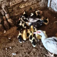 جوجه اردک اسراعلی