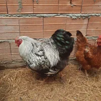 خروس ویاندوت معاوضه