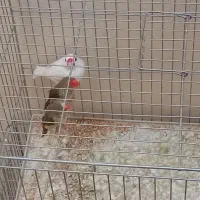 فنج|پرنده|کرمانشاه, |دیوار