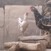 مرغ خروس گلین