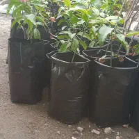 فروش نهال انبه قرمز و سبز