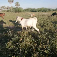 کهره