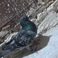 کفتر|پرنده|گلبهار, شهر جدید گلبهار|دیوار