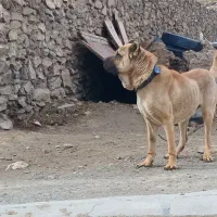 واگذاری سرابی ۴ساله ازنسل بزسرخاب