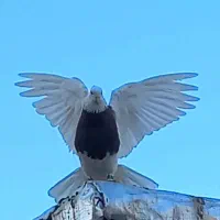 گروه کبوتر بازان پلدختر