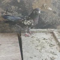 کفتر سوسکی پرشی به شرط