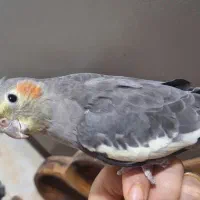 عروس هلندی ماده