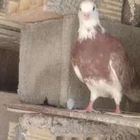 خوب