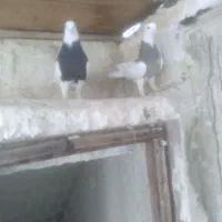 کلاغ رسمی